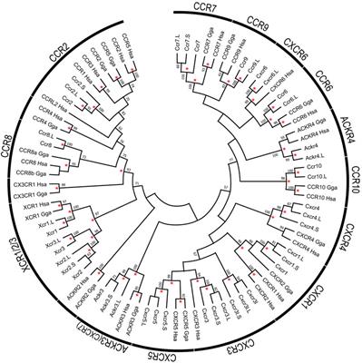 Gene Structure Analysis of Chemokines and Their Receptors in Allotetraploid Frog, Xenopus laevis